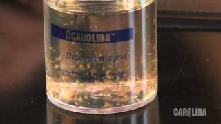 How to Care for Daphnia [upl. by Addia460]