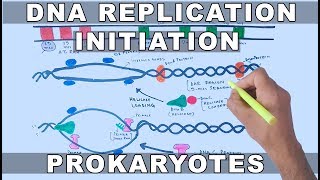 DNA Replication in Prokaryotes  Initiation [upl. by Luhem]