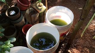 How to grow Green Water Algae [upl. by Ilrebmik391]