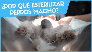 ¿POR QUÉ ESTERILIZAR A LOS PERROS MACHO 🥚 🥚 Veterinario Online [upl. by Accebar]