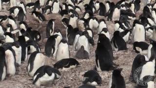 Adelie Penguin Research [upl. by Halsted]