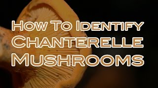 How To Identify Chanterelle Mushrooms [upl. by Faunie768]