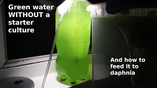 Green Water WITHOUT a Starter Culture  From Scratch  How To [upl. by Geri894]