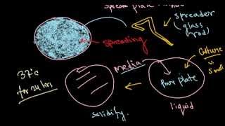 Bacterial culture [upl. by Bj849]