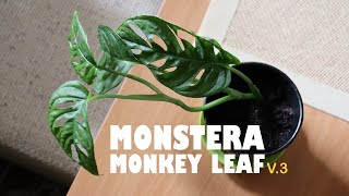 Monstera Monkey Leaf update or version three [upl. by Nodyarb]