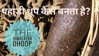 Himalayan Guggul Dhoop  पहाड़ी धूप कैसे बनता है  Making of desi Pahadi dhoop in 2 minutes [upl. by Ashly]