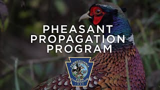 Pheasant Propagation Program  Through the Year [upl. by Eirehs]