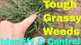 Grassy Weeds  Identify and Control Crabgrass Dallisgrass Goosegrass and More [upl. by Helfant]