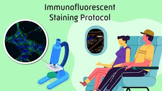 Immunofluorescent Staining Protocol [upl. by Mariejeanne]