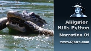 Alligator Attacks Python 01 Narration [upl. by Heydon]