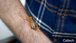 Meet Joe Parker Caltechs Newest Entomologist [upl. by Il]