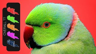 Indian Ringneck Parakeet The Best Pet Parrot [upl. by Coopersmith]