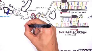 Pharmacology  Chemotherapy agents MOA Alkalating antimetabolites topoisomerase antimitotic [upl. by Einaled]