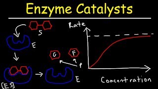 Enzymes  Catalysts [upl. by Adrell]