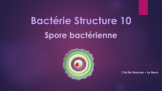 Bactérie Structure 10 SPORE BACTERIENNE [upl. by Jordison]