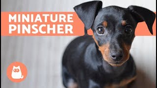 Miniature Pinscher – Characteristics Care and Training [upl. by Essined]