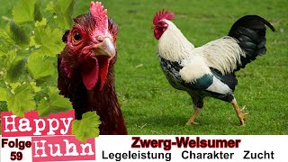 Happy Huhn Folge 59 ZwergWelsumer im Rasseportrait RostRebhuhnfarbig  Geschichte und Haltung [upl. by Mosra]