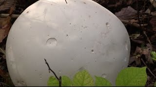 How to Identify and Eat White Puffball Mushrooms [upl. by Marne]