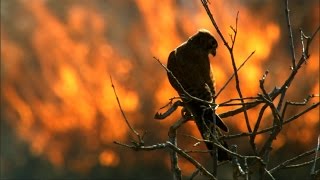 Fire and Feathers  Madagascar w David Attenborough  BBC Earth [upl. by Madelin687]