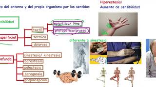 Sensibilidad Protopática [upl. by Meedan]