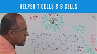 Helper T cells  CD4 and B cells  Lymphocytes  Immunology [upl. by Ocramed]