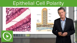 Epithelial Cell Polarity – Histology  Lecturio [upl. by Mccarthy]