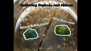 How To Culture Daphnia and Moinas using Green Water Spirulina powder [upl. by Narej]