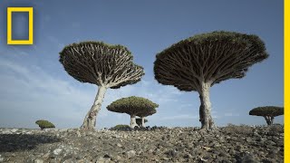 Dragons Blood Trees of Socotra Are Endangered  National Geographic [upl. by Aiyn]