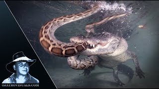 Alligator Attacks Python Underwater 01 [upl. by Neira]