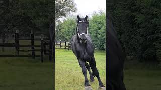 Percheron  Agility  Stallion  Draft Horse [upl. by Dric]