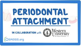 Periodontal Attachment in Collaboration w Western University [upl. by Ibur]