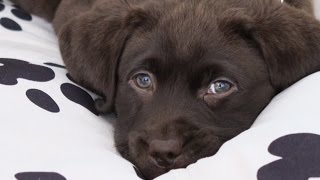 First day home 8 weeks old chocolate labrador PUPPY [upl. by Luar945]