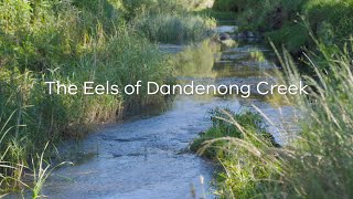 The Eels of Dandenong Creek [upl. by Barina289]