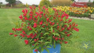 Meet Crimson Kisses Weigela [upl. by Arihsay459]