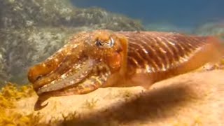 Cuttlefish Swimming in action [upl. by Lledyl597]