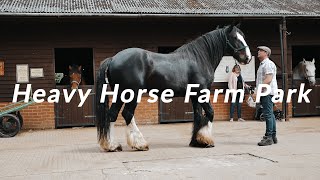 Heavy Horse Farm Park Dorset [upl. by Huntley422]