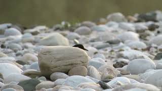 Red wattled lapwing Vanellus indicus [upl. by Larimer]