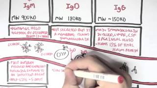 Immunology  Antibodies Function [upl. by Reteid]