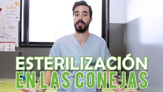 Esterilización En Las Conejas  Esterilizar Conejo [upl. by Noet]