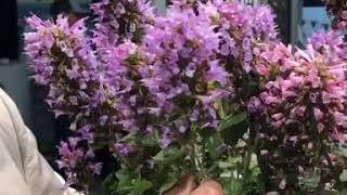 Plant Review Agastache POQUITO SERIES [upl. by York528]