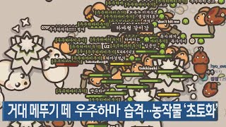 우주하마 펫 키우기 게임인데 메뚜기떼를 키워봤습니다ㅎ [upl. by Ulrica]