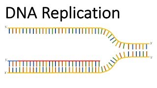 DNA replication [upl. by Karub604]