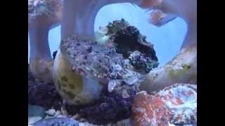 Cuttlefish Eating Crabs  California Academy of Sciences [upl. by Shu]