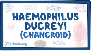 Haemophilus ducreyi Chancroid  an Osmosis Preview [upl. by Ekusuy]