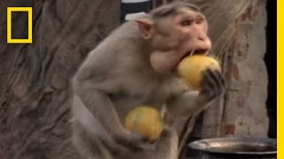 Monkey Thieves Raid Peoples Homes  National Geographic [upl. by Wilen]