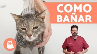 ¿Cómo bañar a un gato cachorro  ¡CONSEJOS VETERINARIOS [upl. by Constantia296]