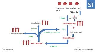 Neonatal Jaundice  Causes Symptoms and Treatment [upl. by Kirred]