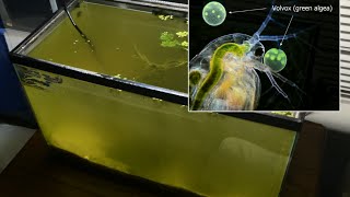 Raising Daphnia for the Freshwater Aquarium [upl. by Langley]