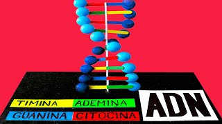 Como hacer una MAQUETA del ADN bonito y fácil [upl. by Alien]