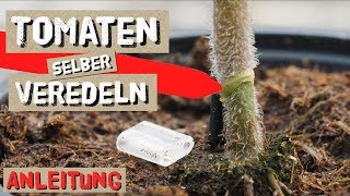 Tomaten einfach selbst Veredeln  Komplettanleitung [upl. by Nwahsor]